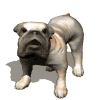 bulldog.gif (12093 bytes)